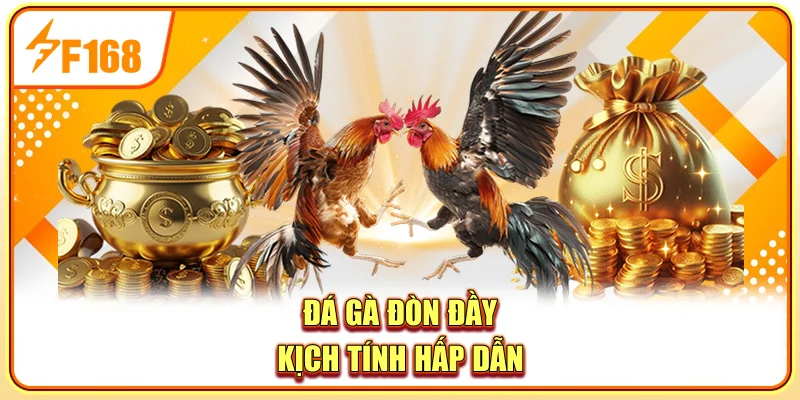 Đá gà đòn đầy kịch tính hấp dẫn