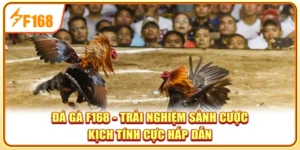 Đá Gà F168 – Trải Nghiệm Sảnh Cược Kịch Tính Cực Hấp Dẫn