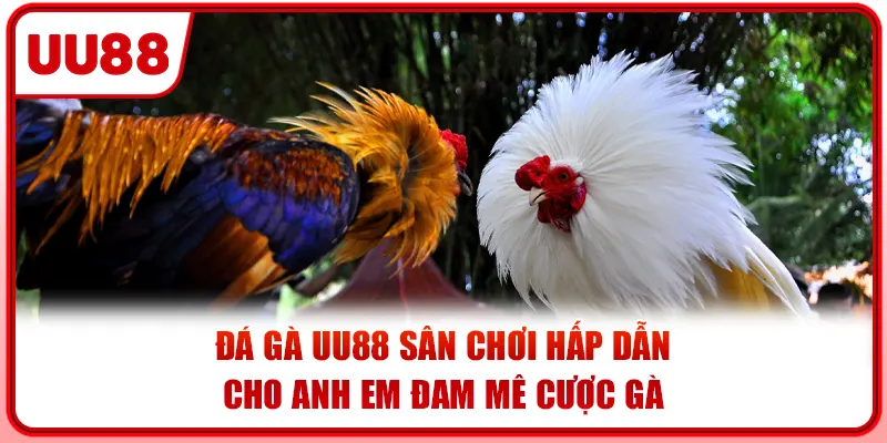Đá Gà UU88 Sân Chơi Hấp Dẫn Cho Anh Em Đam Mê Cược Gà