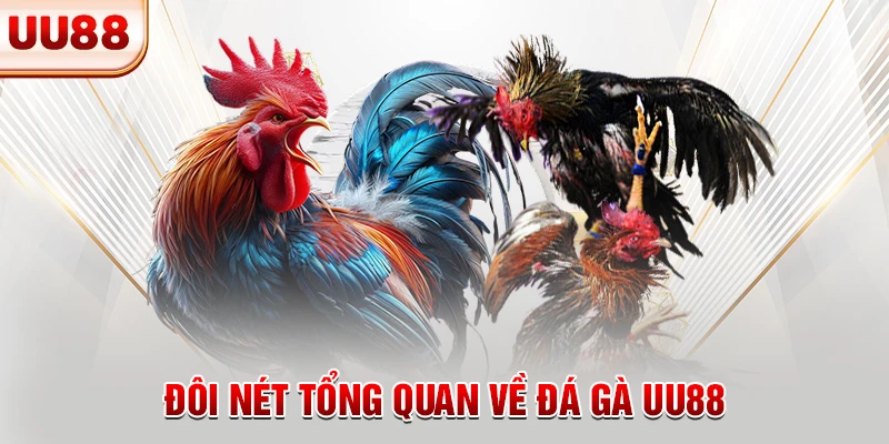 Đôi nét tổng quan về đá gà UU88