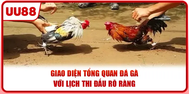 Giao diện tổng quan đá gà với lịch thi đấu rõ ràng