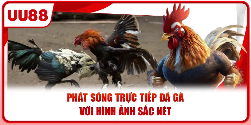Phát sóng trực tiếp đá gà với hình ảnh sắc nét